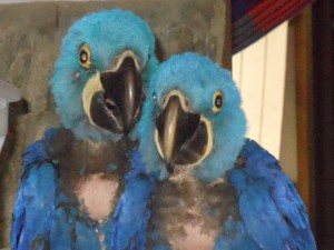 2 1/2 month old Hycinth Macaw Chicks