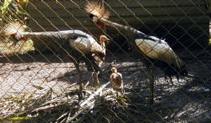 Adult-Crowned-Cranes-with-two-chicks