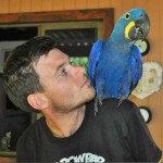 Volunteer and Hyacinth Macaw
