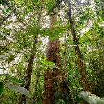 Rainforest 