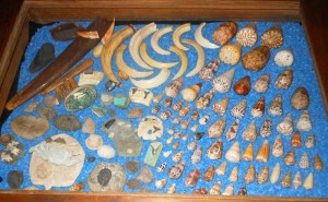 Fossils-and-Cone-shells