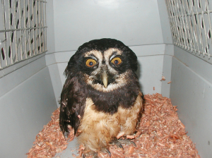 Rescued Spectacled Owl (Pulsatrix perspicillata)