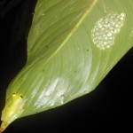 Bare-hearted Glassfrog - Hyalinobatrachium colymbiphllum with eggs
