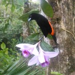 Cherries Tanager captive reared on native Orchid