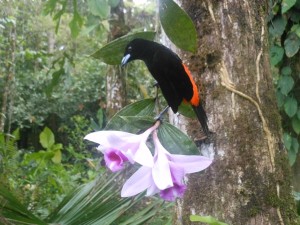 Cherries Tanager (Ramphocelus costaricensis) captive reared on native Orchid