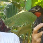 Early morning rescue of a Red-crested Guan