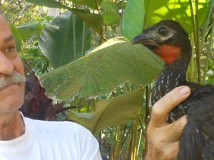 Early morning rescue of a Red-crested Guan fledgling.,Caught in a large plant with parents waiting nearby.