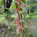 Heliconia "sexy pink"