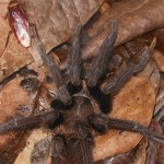 Male Meglamorph Tarantula found in Bathrooms