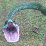 Rear fanged Parrot Snake_Scientific name