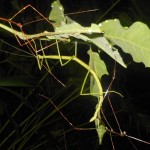 Stick Insect_Calynda sps