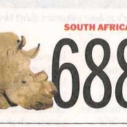688 Rhinos in South Africa killed – only in 2013